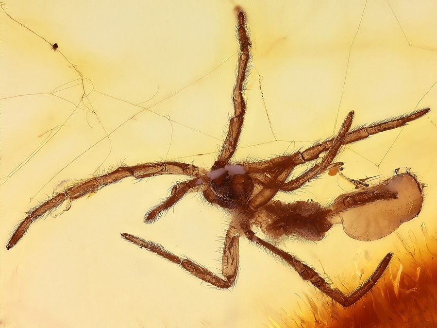Raritt: Spinnehutung im Netz