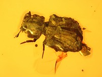 Museumsstück:Lepiceridae Käfer