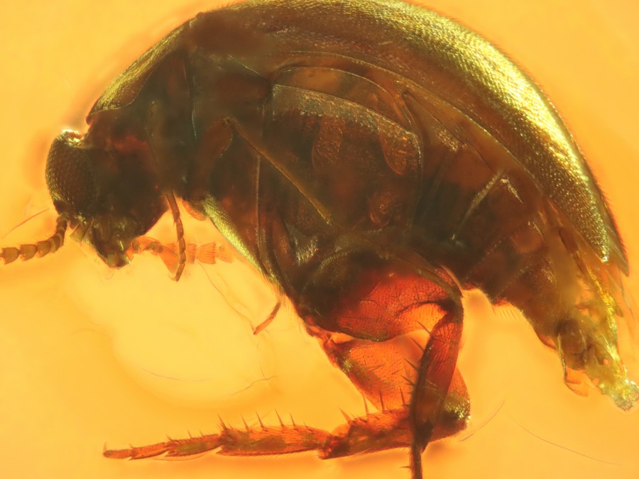 Rarität: Apotomouridae Käfer
