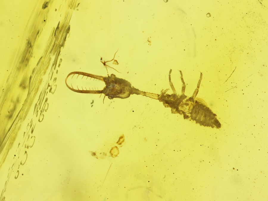 Nemopteridenlarve
