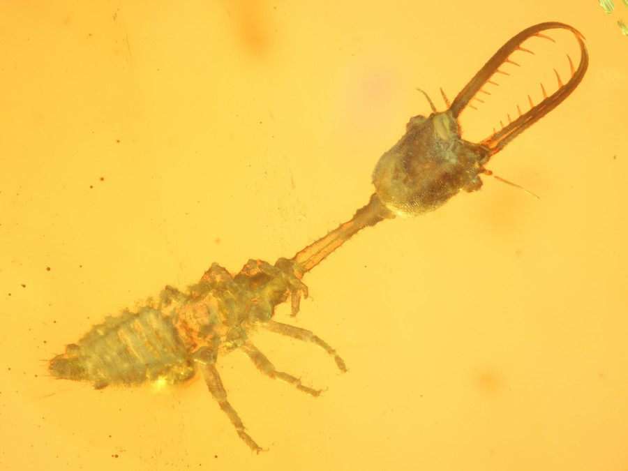 Nemopteridenlarve