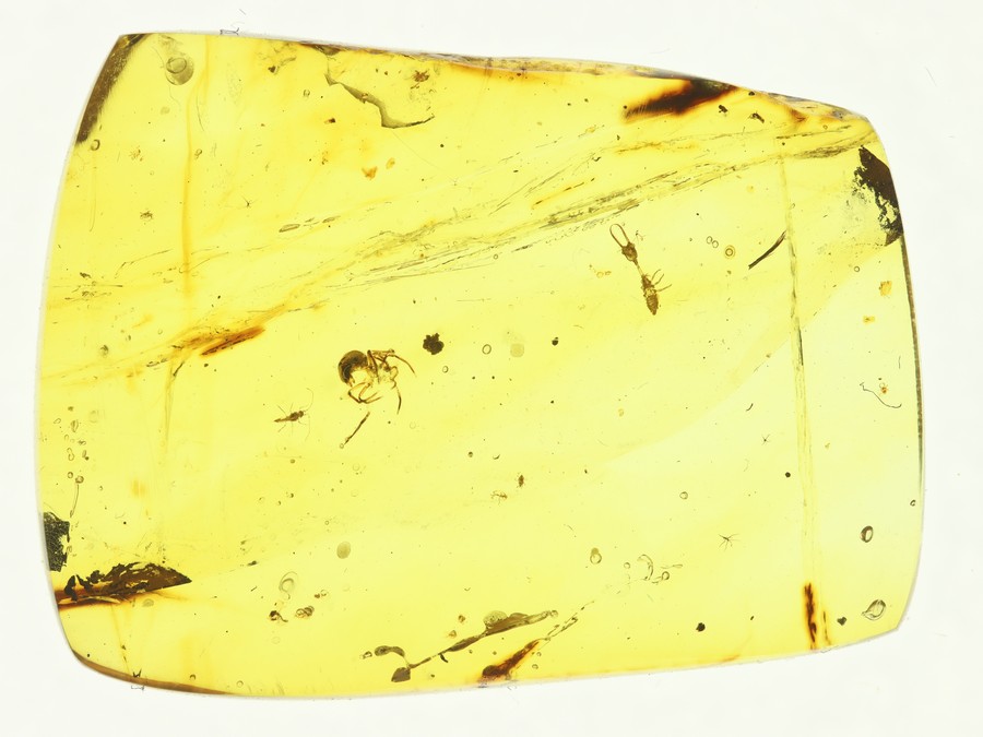 Nemopteridenlarve