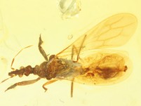 Raubwanze Enicocephalidae