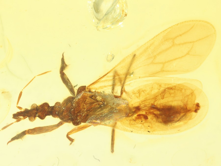 Raubwanze Enicocephalidae
