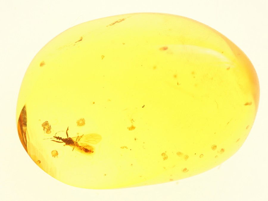 Raubwanze Enicocephalidae