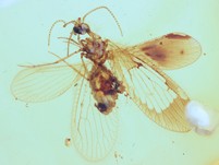 schner Netzflgler Berothidae