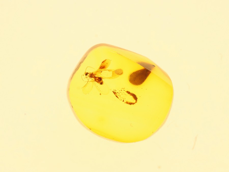 schner Netzflgler Berothidae