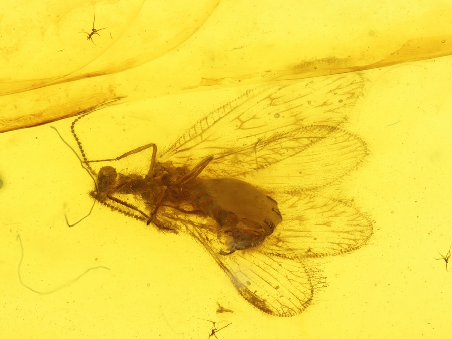 schner Netzflgler Berothidae