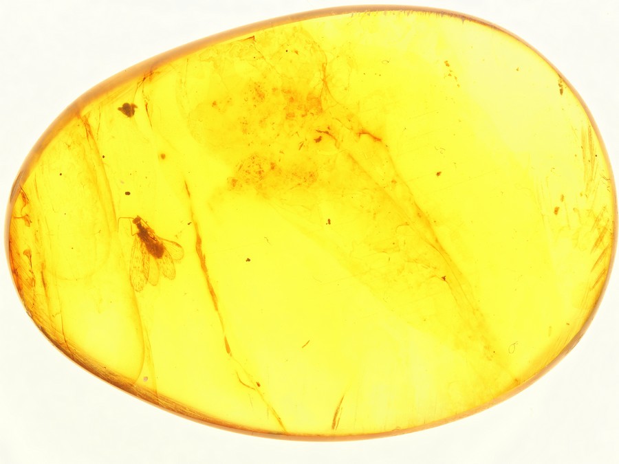 schner Netzflgler Berothidae