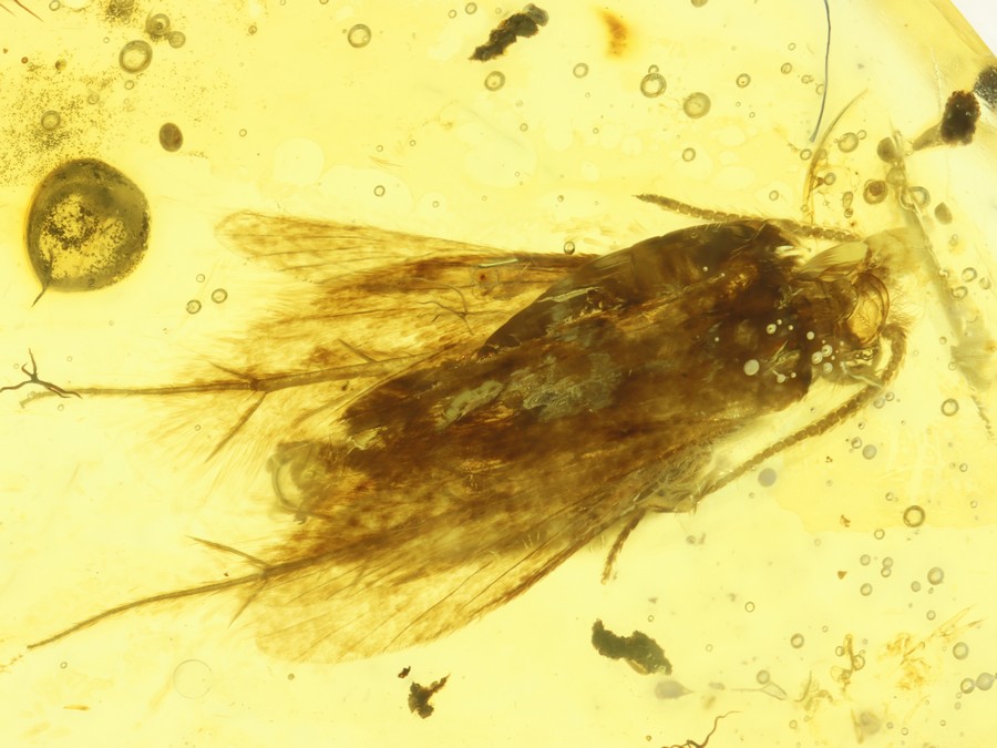 sehr schner Kleinschmetterling