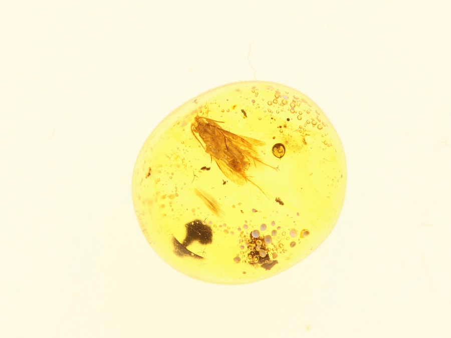 sehr schner Kleinschmetterling