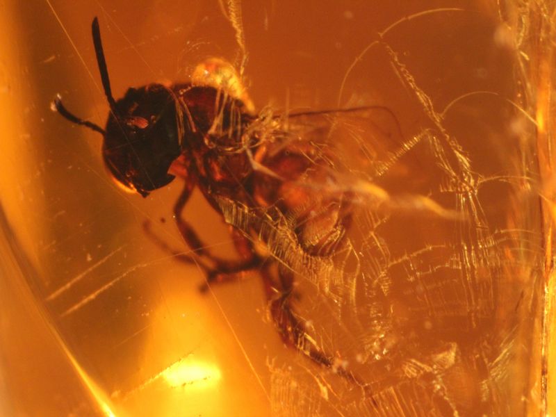 Bernstein aus der Dominikanischen Republik