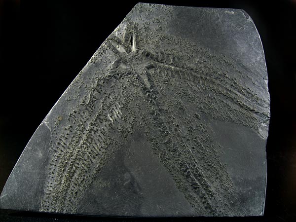 Fossilien aus dem Bundenbacher Schiefer