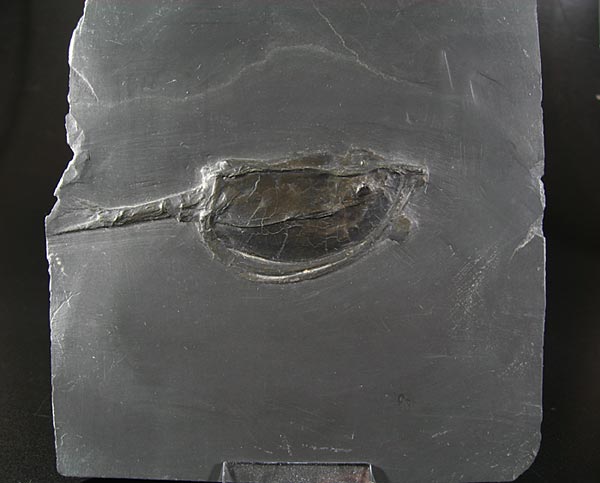 Fossilien aus dem Bundenbacher Schiefer