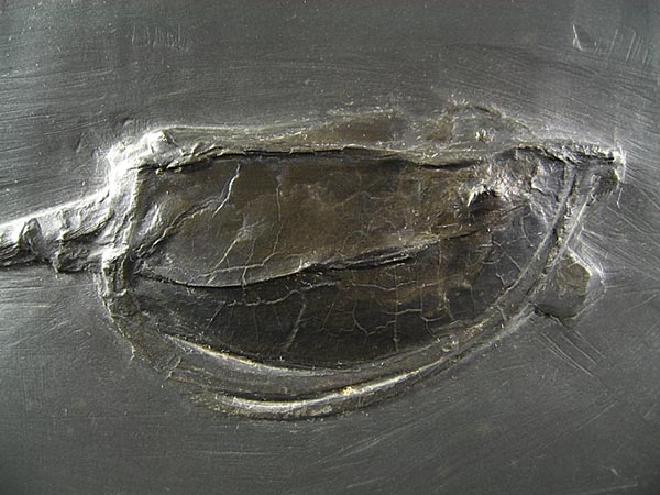 Fossilien aus dem Bundenbacher Schiefer