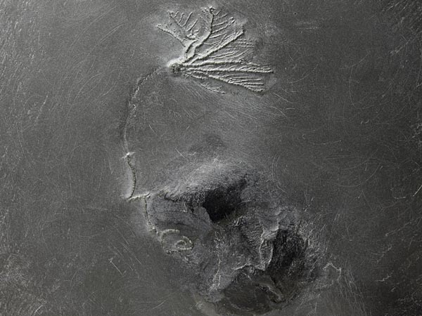 Fossilien aus dem Bundenbacher Schiefer