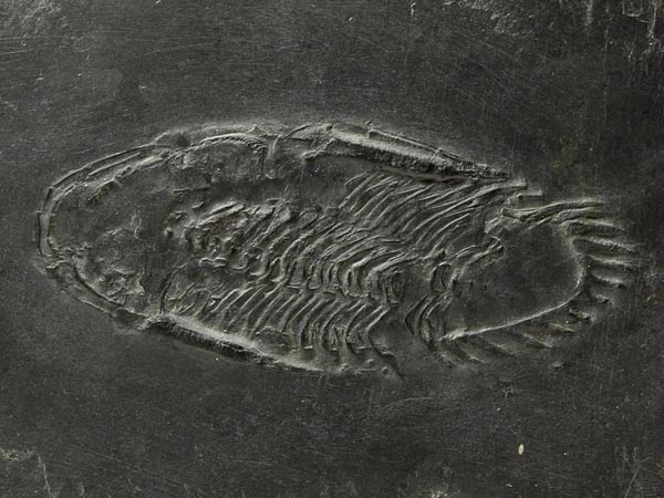 Fossilien aus dem Bundenbacher Schiefer