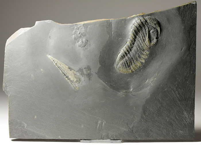 2 Trilobiten und Ortocerat aus dem Bundenbacher Schiefer