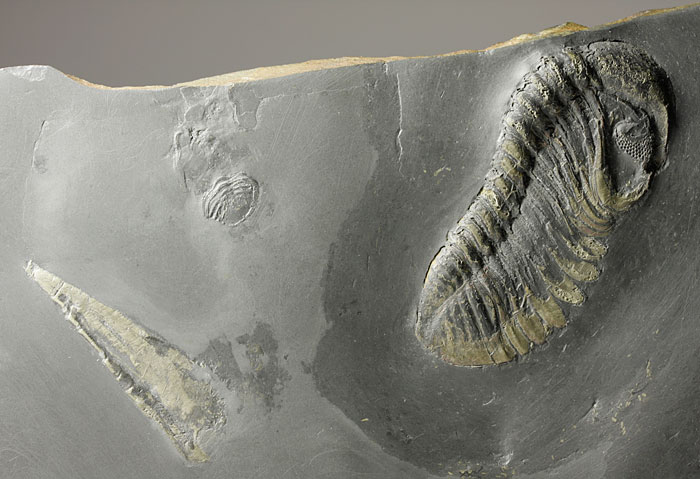 2 Trilobiten und Ortocerat aus dem Bundenbacher Schiefer