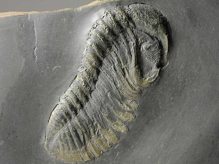 2 Trilobiten und Ortocerat aus dem Bundenbacher Schiefer