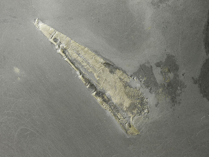 2 Trilobiten und Ortocerat aus dem Bundenbacher Schiefer