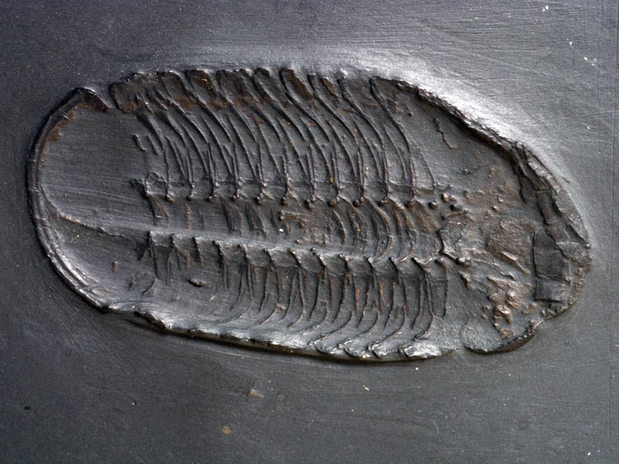 Fossilien aus dem Bundenbacher Schiefer