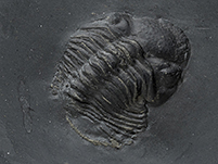 Fossil aus dem Bundenbacher Schiefer