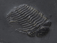 Fossil aus dem Bundenbacher Schiefer