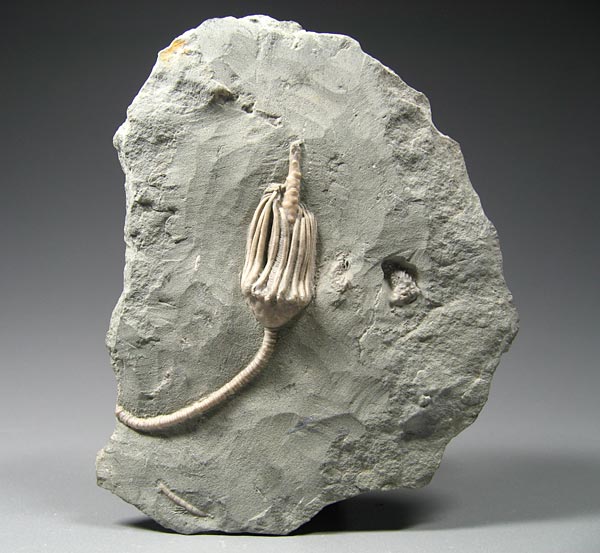 Seelilie aus dem Karbon von Indiana