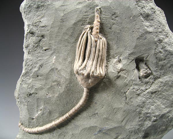 Seelilie aus dem Karbon von Indiana