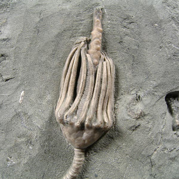 Seelilie aus dem Karbon von Indiana