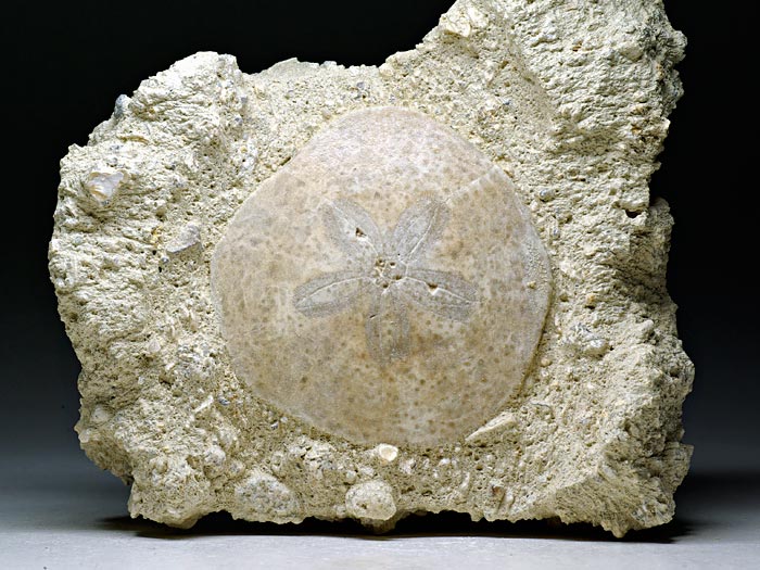 irregul�rer Seeigel aus Frankreich: Scutella faujasi (Sanddollar)