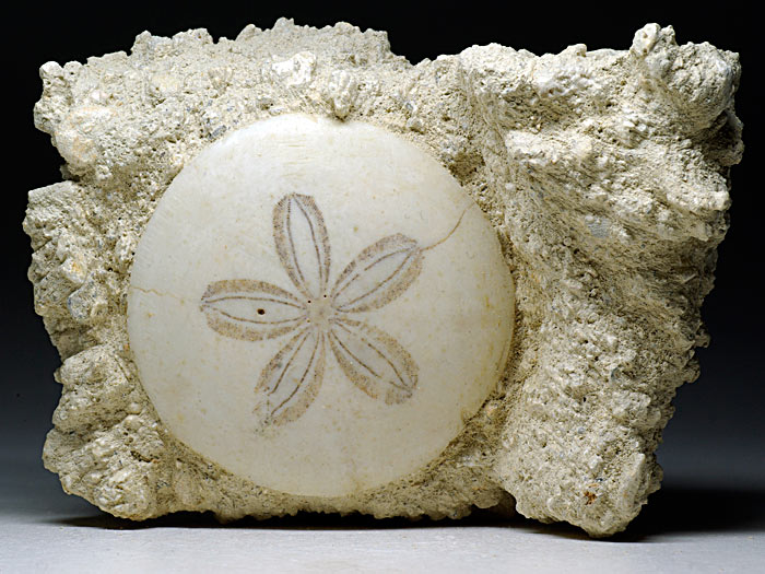 irregul�rer Seeigel aus Frankreich: Scutella faujasi (Sanddollar)