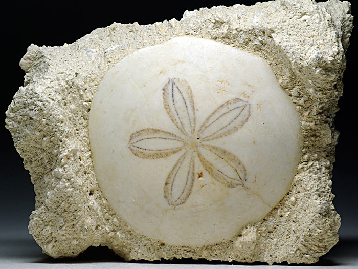 irregul�rer Seeigel aus Frankreich: Scutella faujasi (Sanddollar)