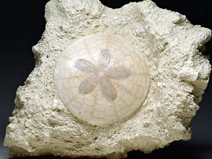 irregul�rer Seeigel aus Frankreich: Scutella faujasi (Sanddollar)