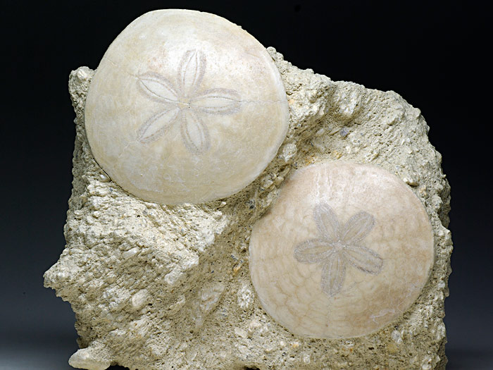 irregul�rer Seeigel aus Frankreich: Scutella faujasi (Sanddollar)