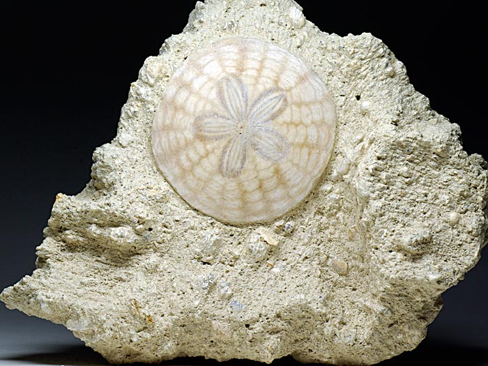 irregul�rer Seeigel aus Frankreich: Scutella faujasi (Sanddollar)