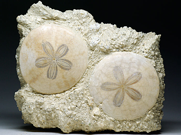 irregul�rer Seeigel aus Frankreich: Scutella faujasi (Sanddollar)