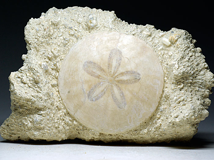 irregul�rer Seeigel aus Frankreich: Scutella faujasi (Sanddollar)