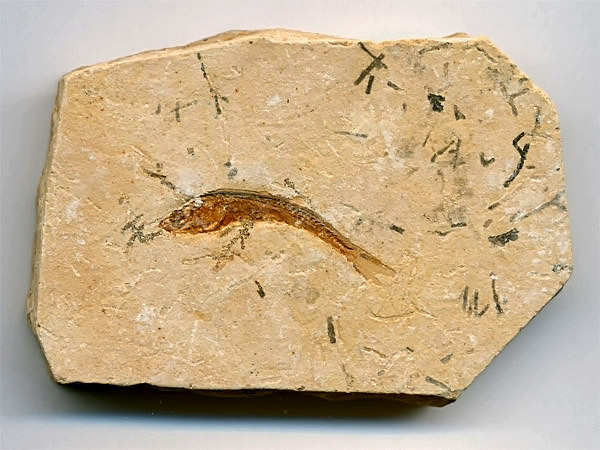 versteinerter Fisch, Dastilbe elongatus