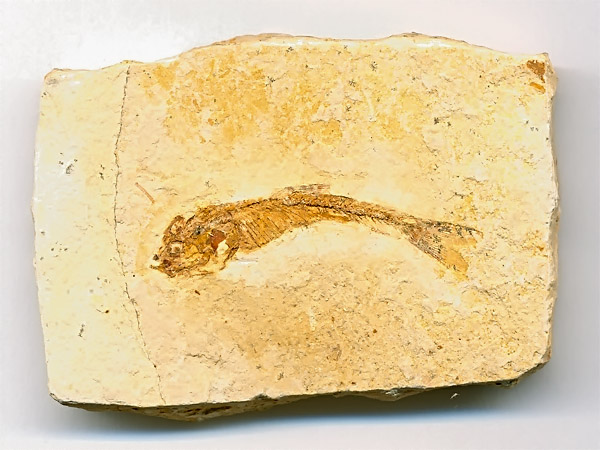 versteinerter Fisch, Dastilbe elongatus