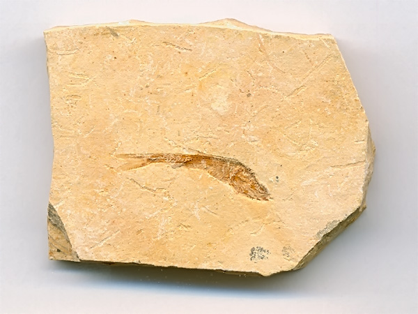 versteinerter Fisch, Dastilbe elongatus