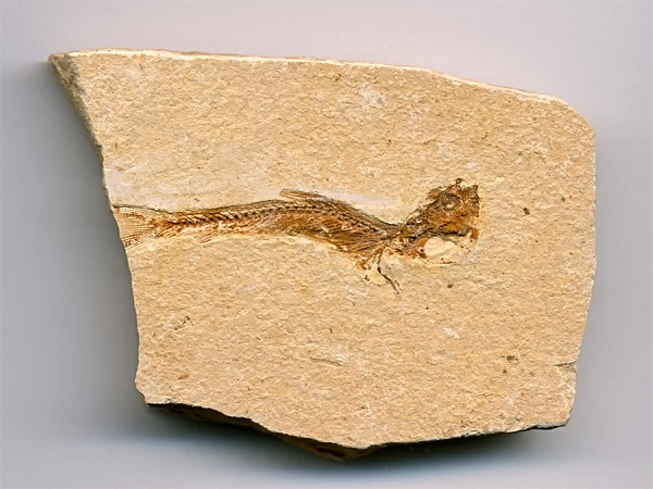 versteinerter Fisch, Dastilbe elongatus