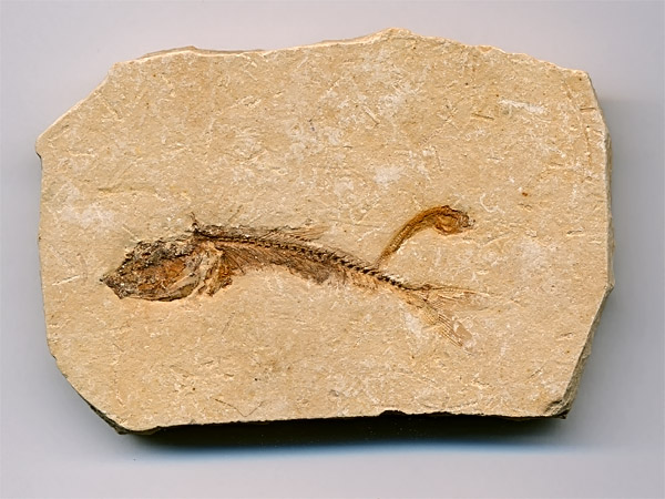 versteinerter Fisch, Dastilbe elongatus