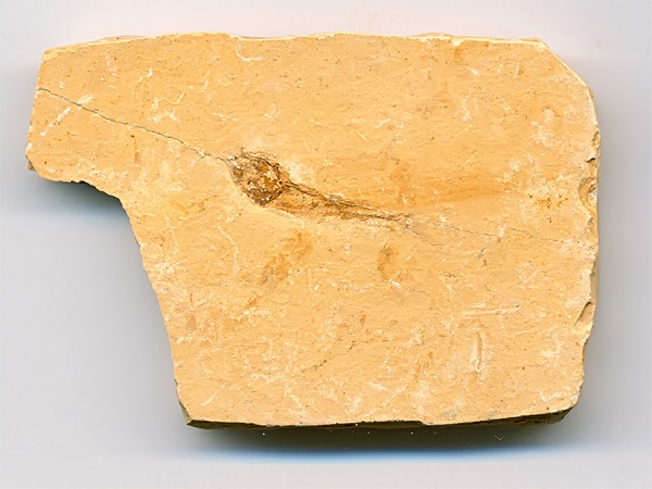 versteinerter Fisch, Dastilbe elongatus