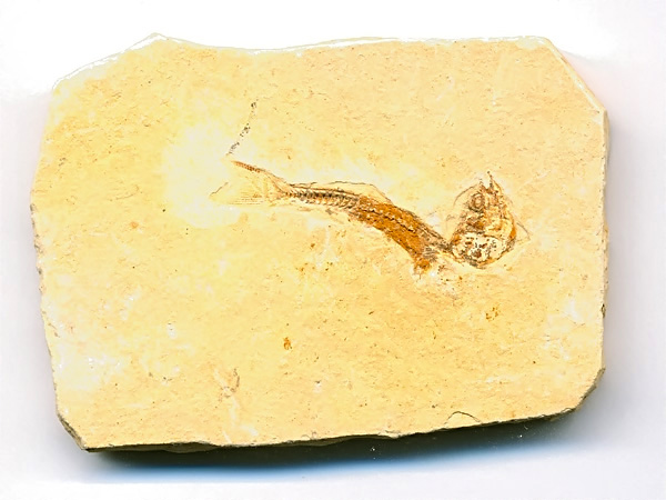 versteinerter Fisch, Dastilbe elongatus