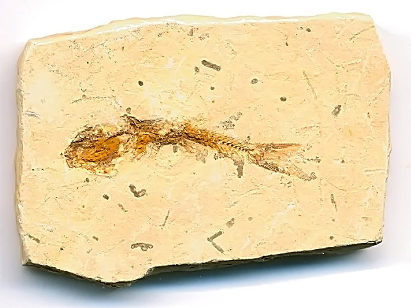 versteinerter Fisch, Dastilbe elongatus