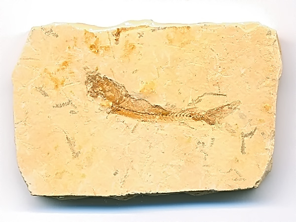 versteinerter Fisch, Dastilbe elongatus