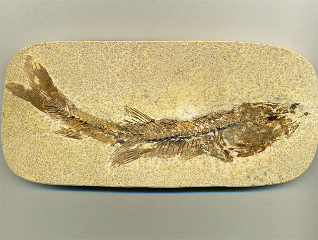 versteinerter Fisch, Dastilbe elongatus