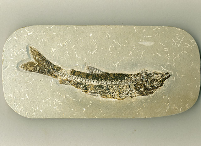 versteinerter Fisch, Dastilbe elongatus